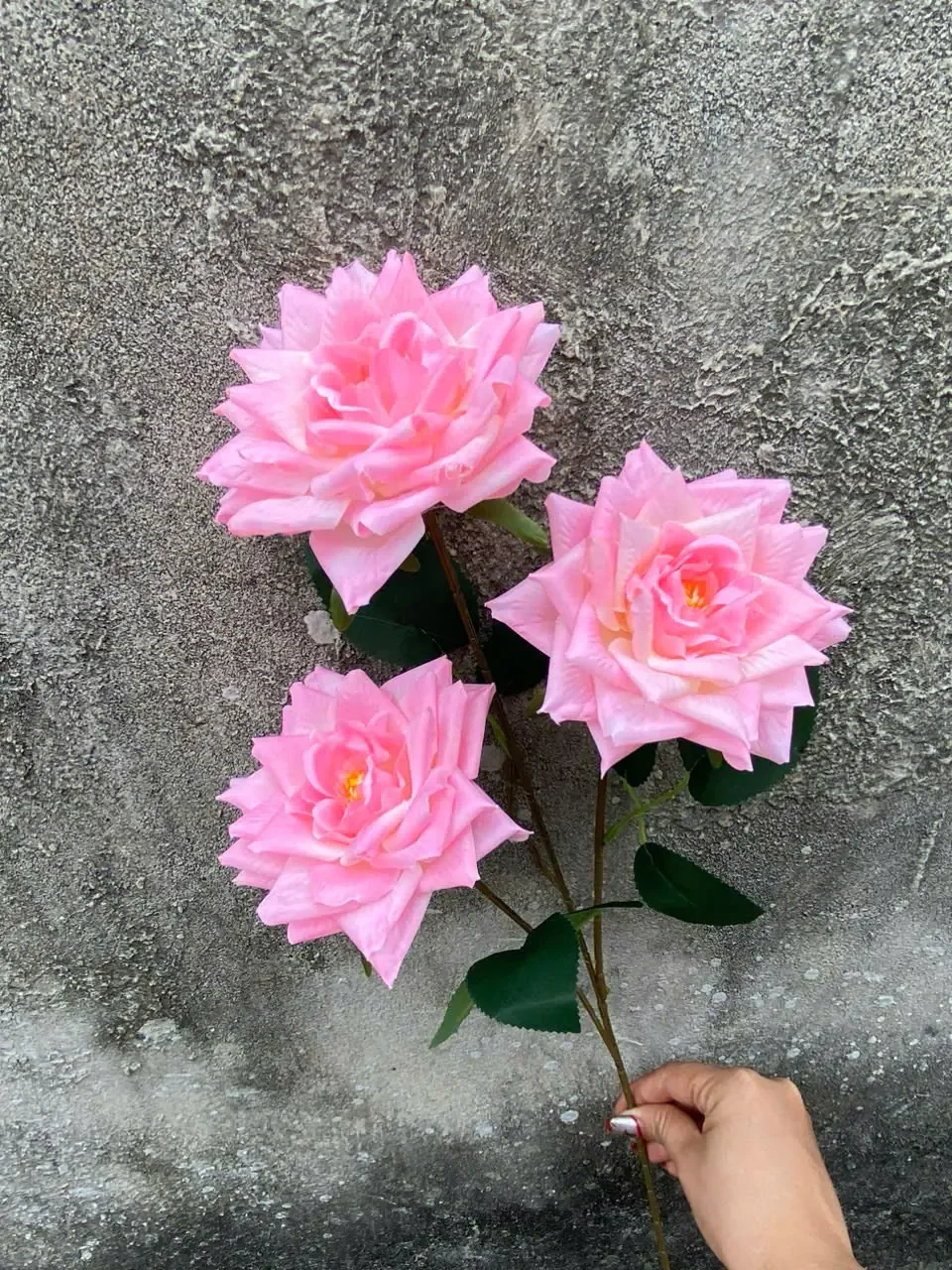 HỒNG RỪNG 3B HÀNG VN - Ảnh 14