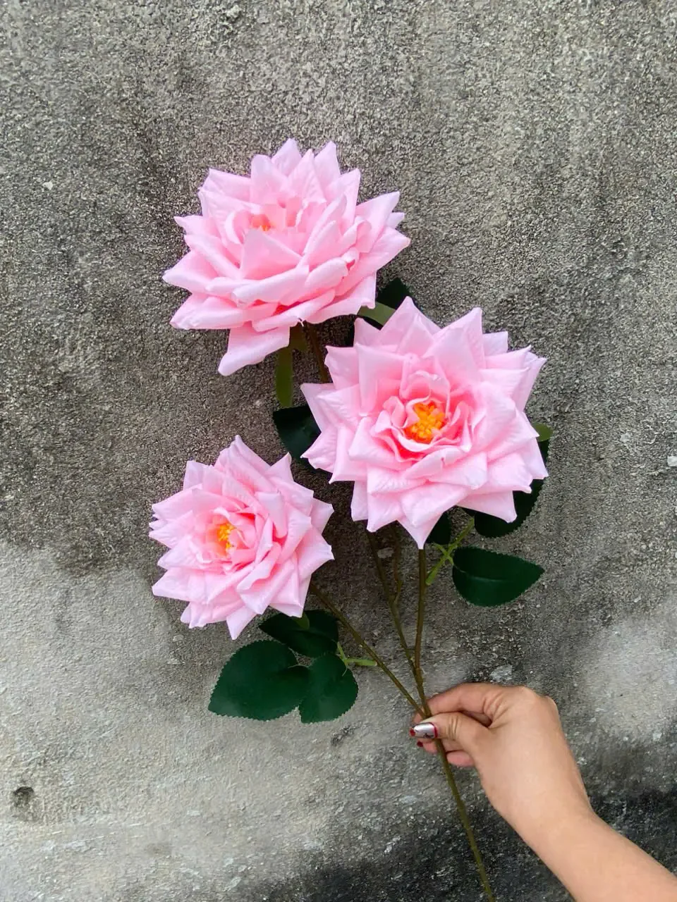 HỒNG RỪNG 3B HÀNG VN - Ảnh 4