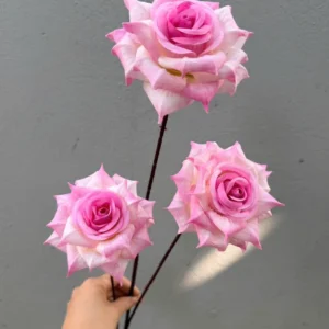 HỒNG RỪNG 3B THÂN TO