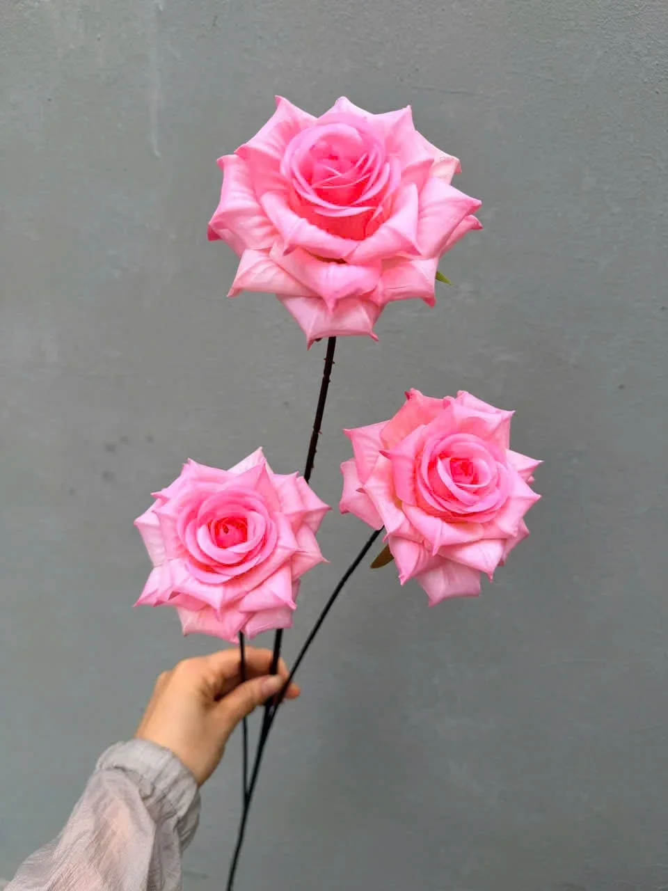 HỒNG RỪNG 3B THÂN TO - Ảnh 3