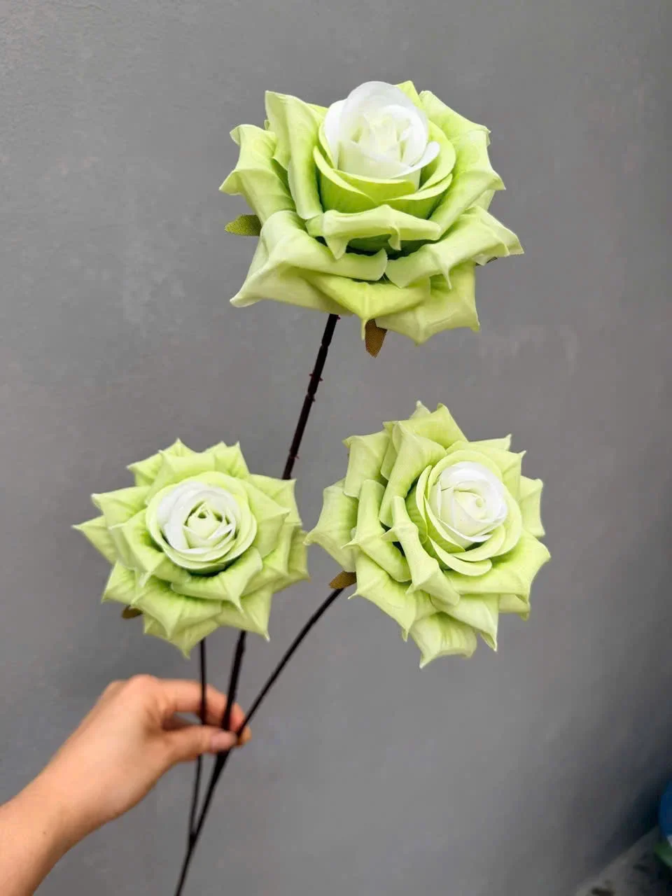 HỒNG RỪNG 3B THÂN TO - Ảnh 14