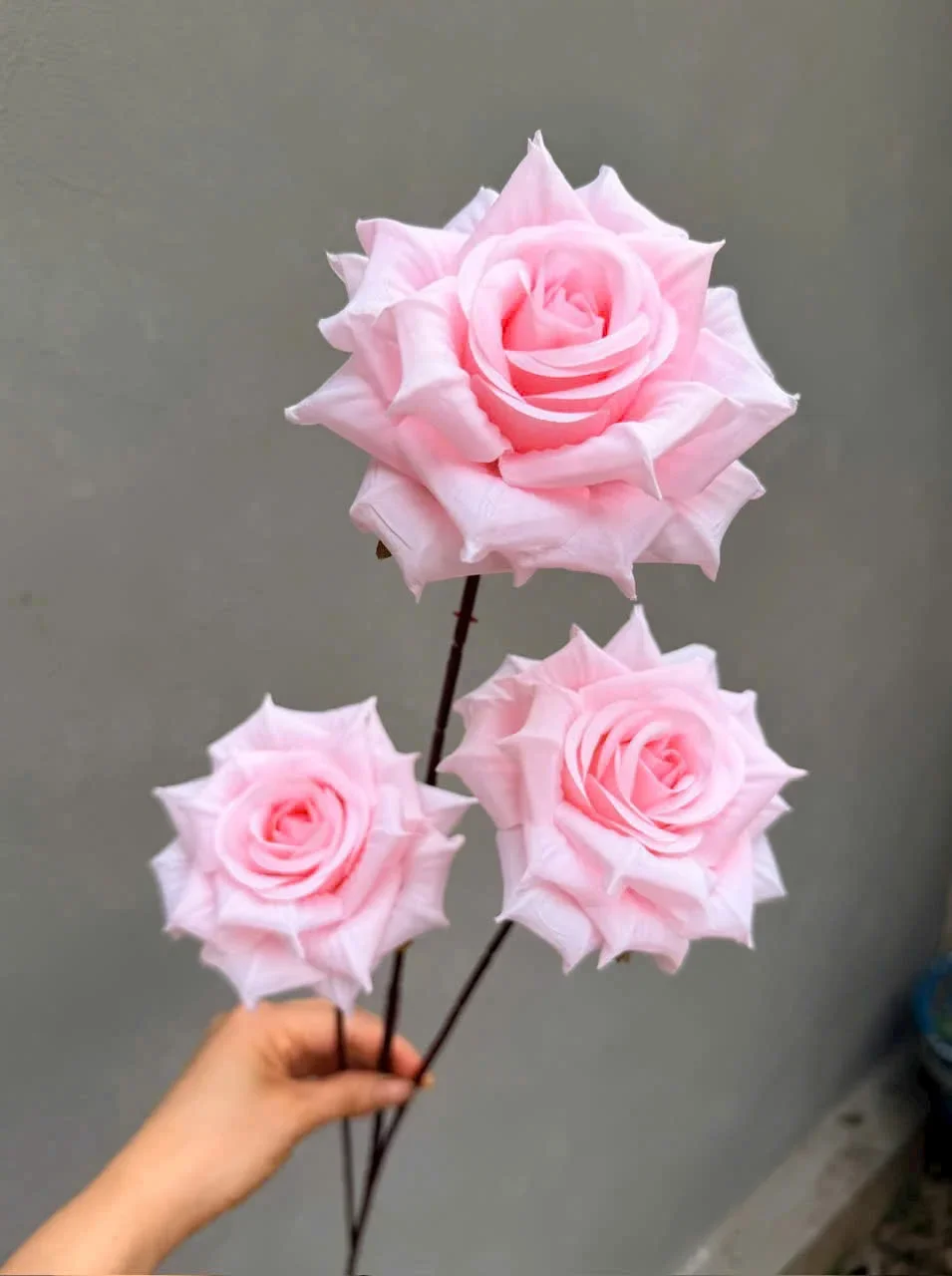 HỒNG RỪNG 3B THÂN TO - Ảnh 6