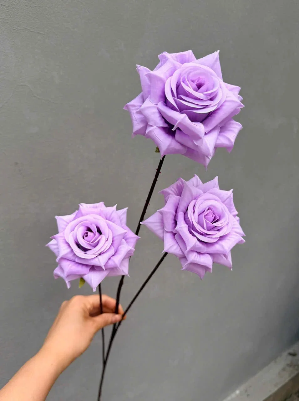 HỒNG RỪNG 3B THÂN TO - Ảnh 7