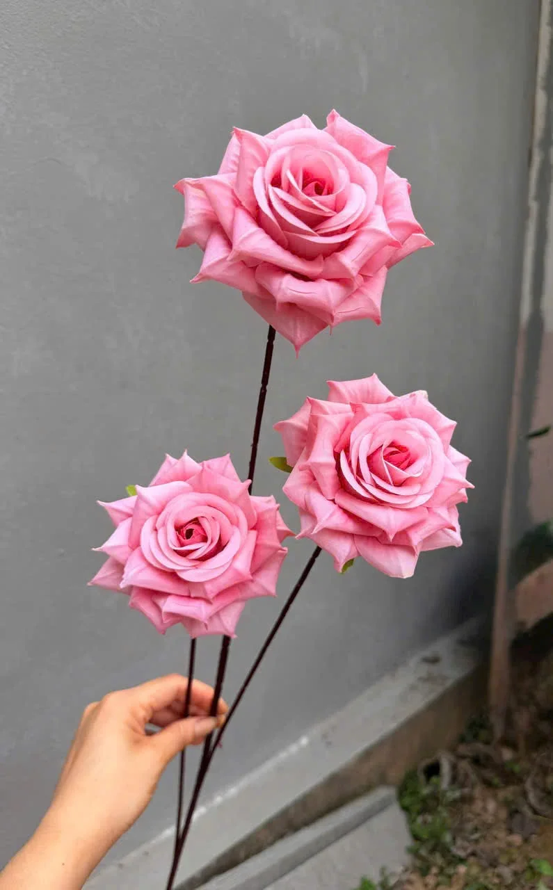 HỒNG RỪNG 3B THÂN TO - Ảnh 10