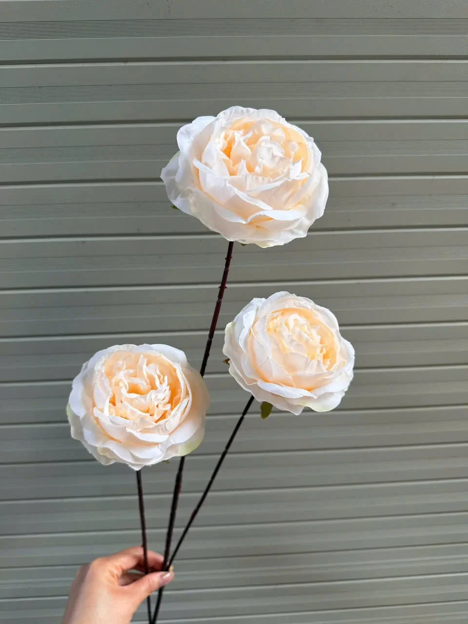 HỒNG TRỨNG 3B THÂN TO - Ảnh 14