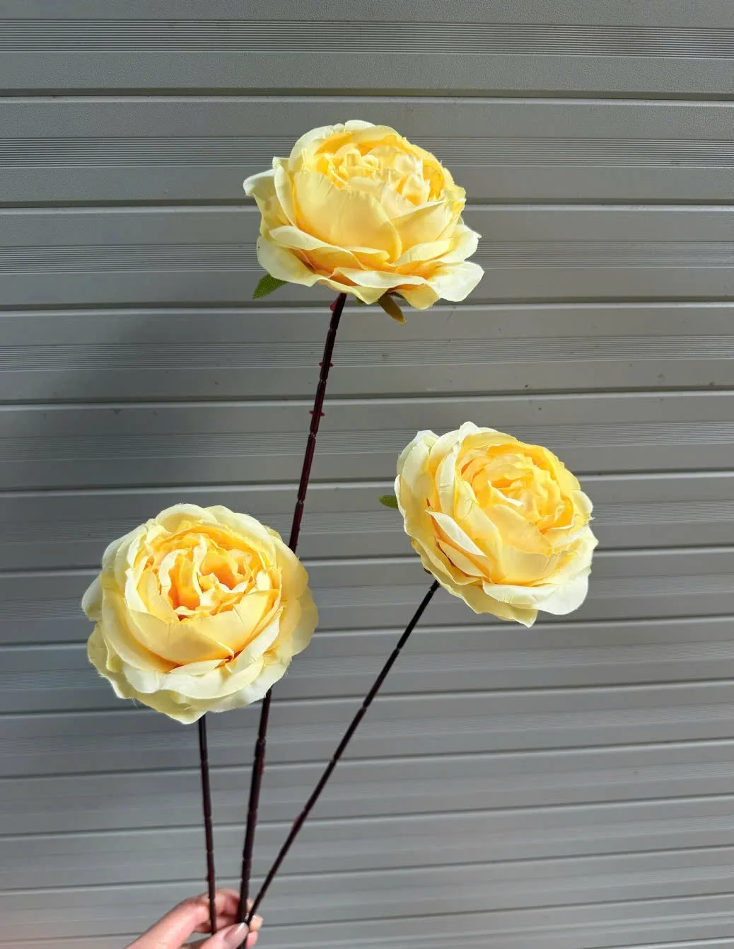 HỒNG TRỨNG 3B THÂN TO - Ảnh 4