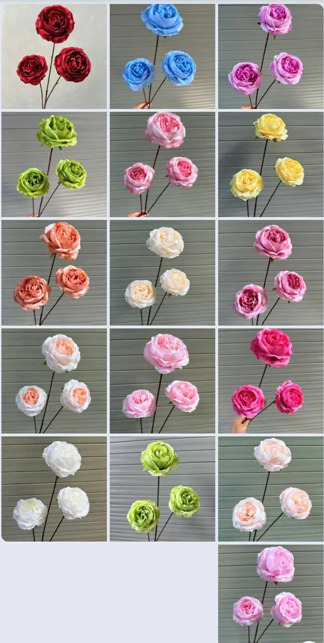 HỒNG TRỨNG 3B THÂN TO - Ảnh 12