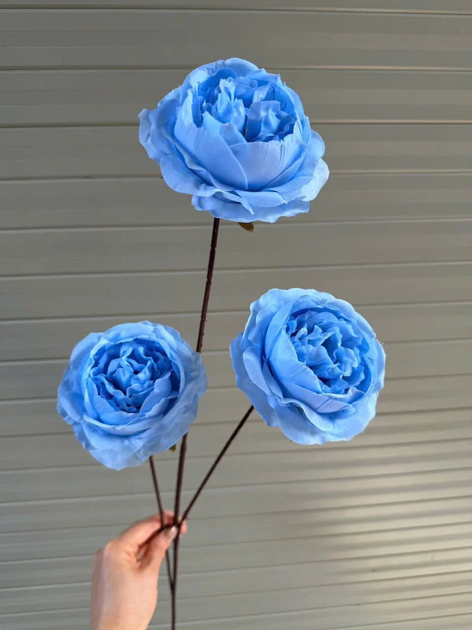 HỒNG TRỨNG 3B THÂN TO - Ảnh 3