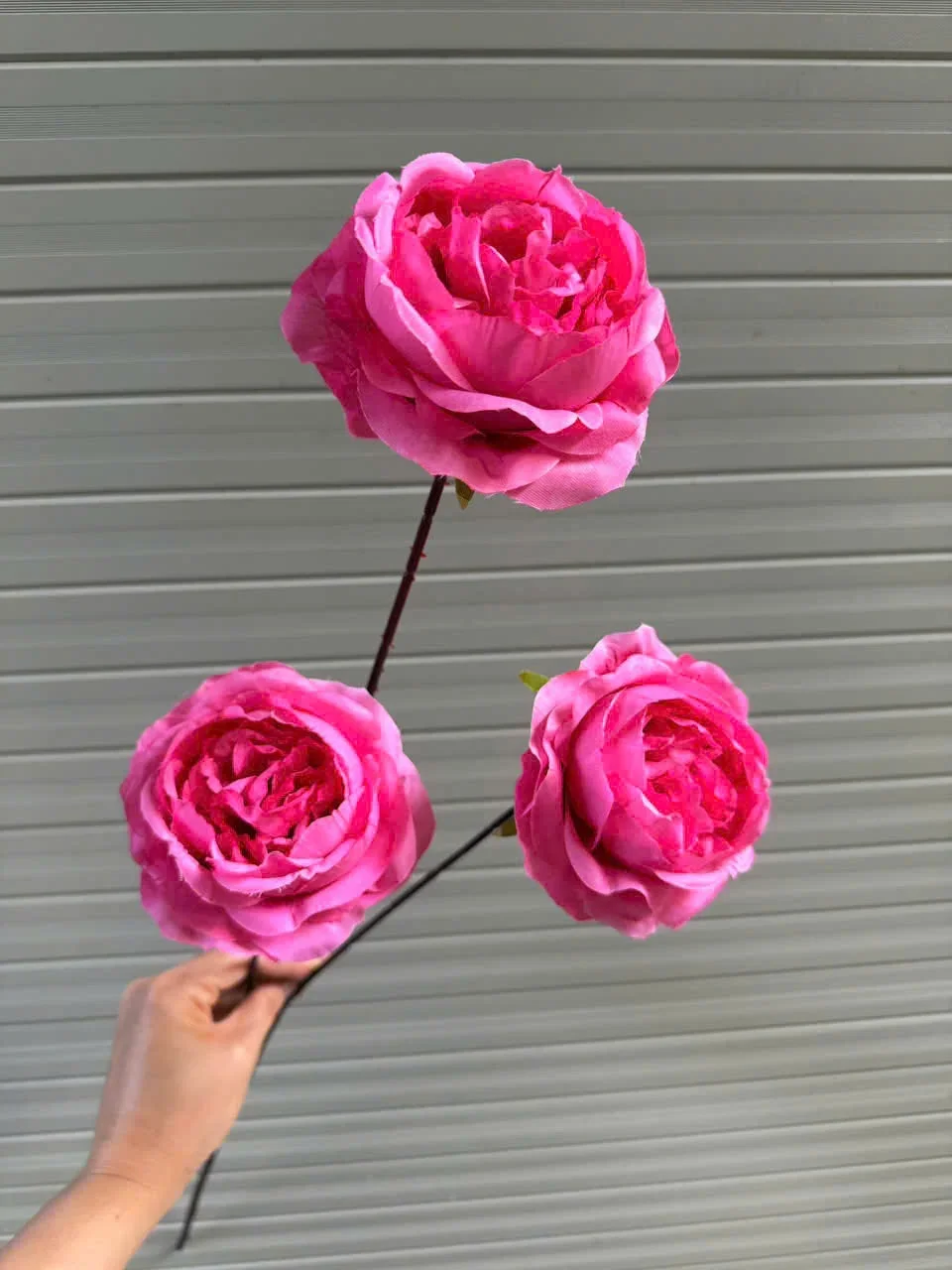 HỒNG TRỨNG 3B THÂN TO - Ảnh 2