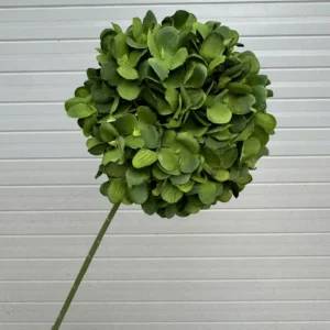 HỒNG TÚ CẦU