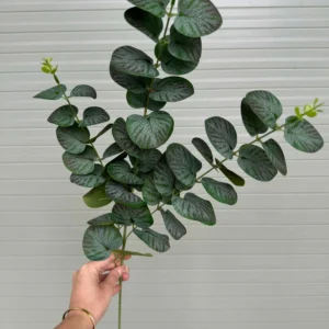KHUYNH DIỆP 3 NHÁNH