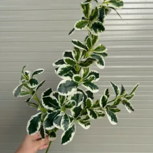 LÁ HOA SỮA CÀNH CAO