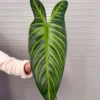 LÁ HỒNG HẠC CAO SU 3 SIZE
