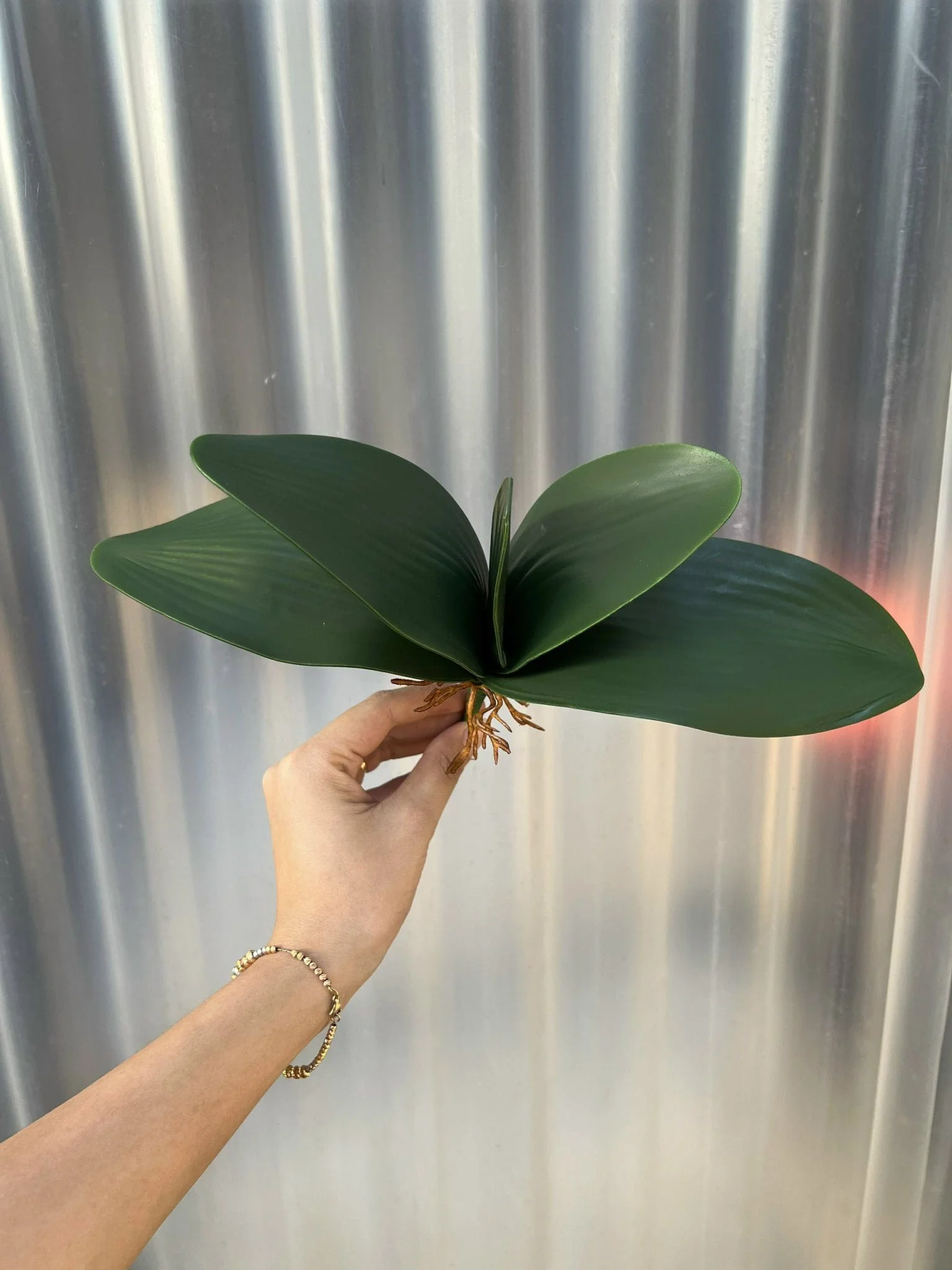 LÁ LAN LOẠI 1 - Ảnh 3