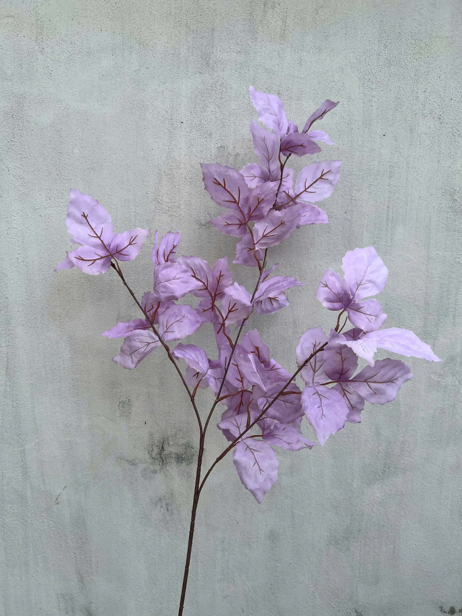 LÁ PHONG KÉP - Ảnh 11