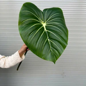 LÁ TRẦU BÀ CAO SU SIZE 33X40