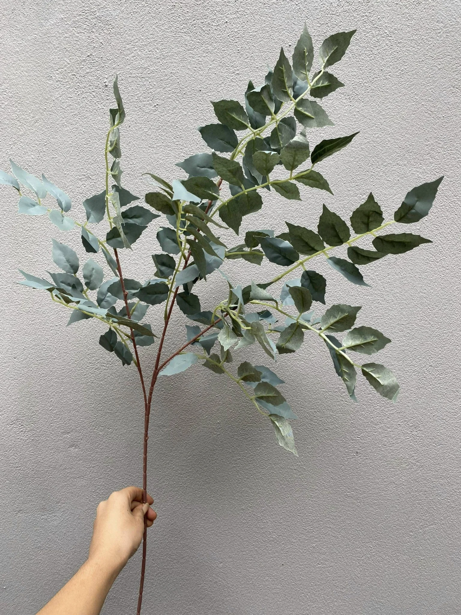 LÁ XÀ CỪ - Ảnh 11