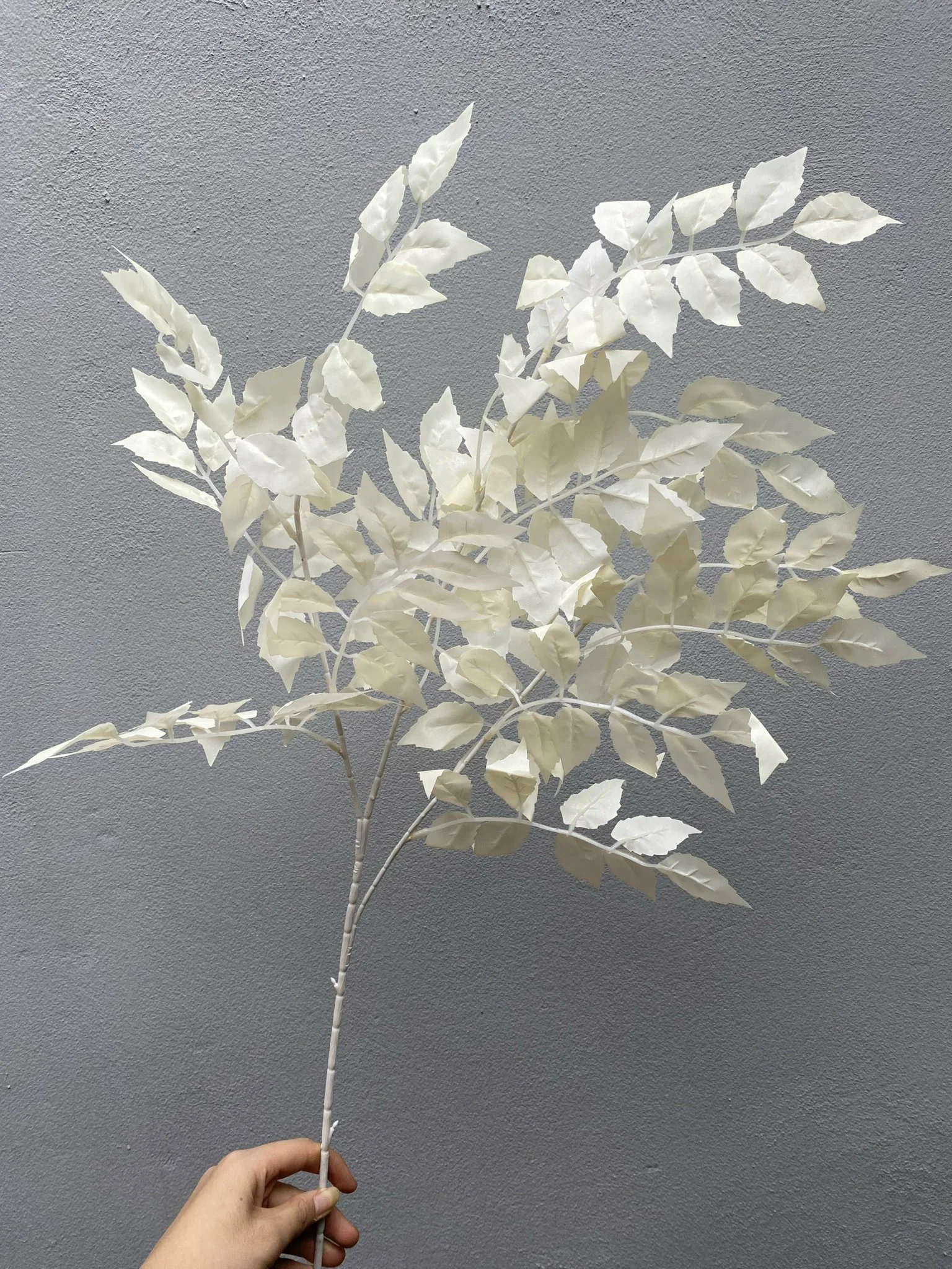 LÁ XÀ CỪ - Ảnh 2