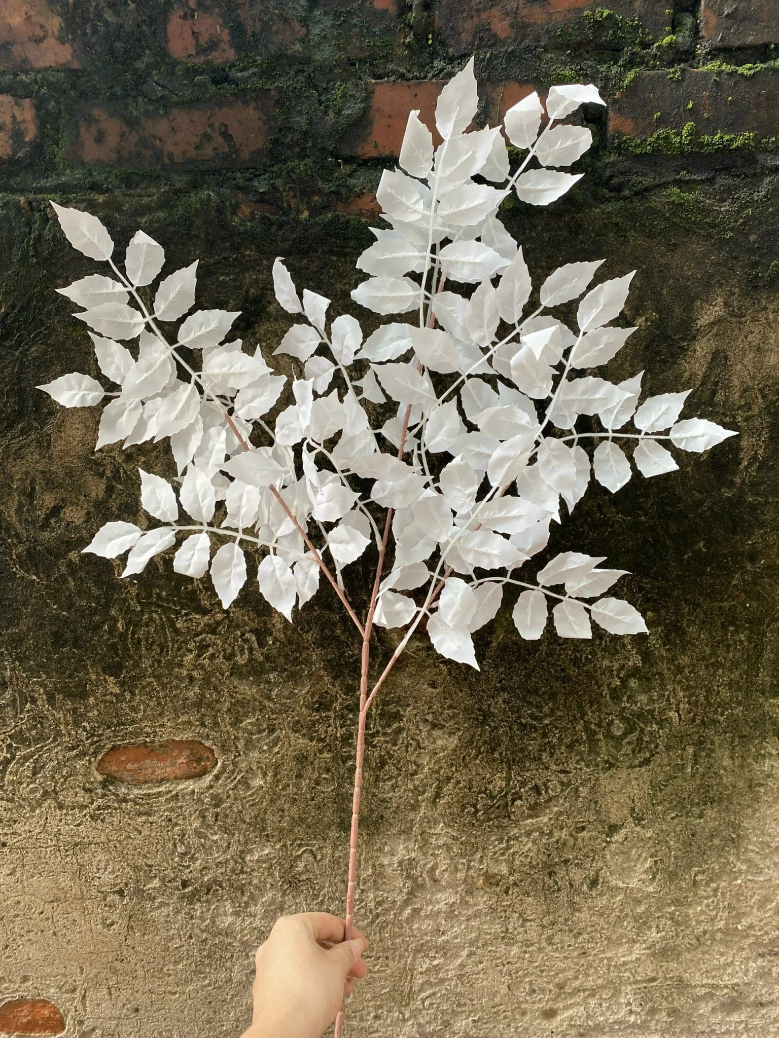 LÁ XÀ CỪ - Ảnh 5