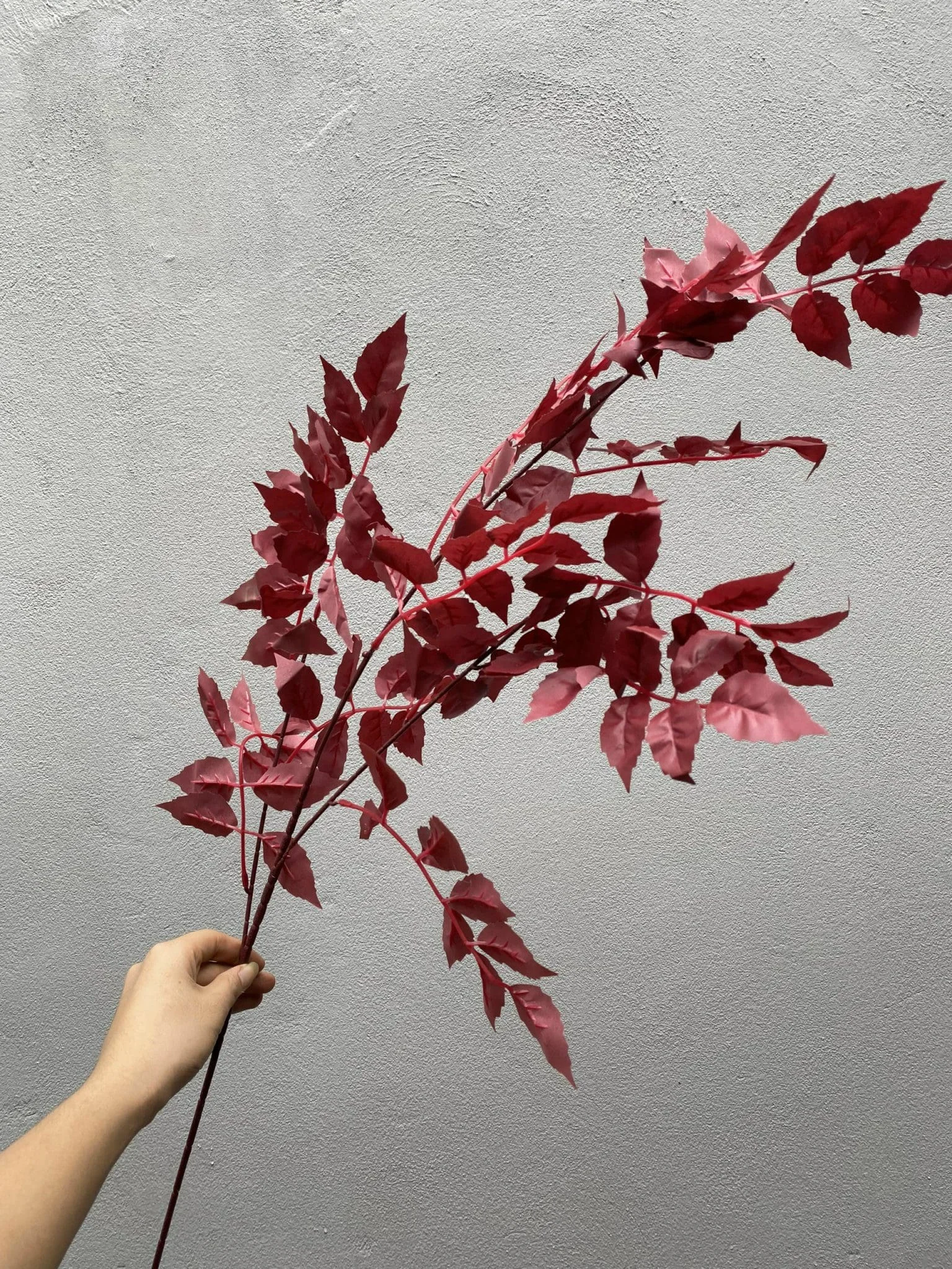 LÁ XÀ CỪ - Ảnh 3