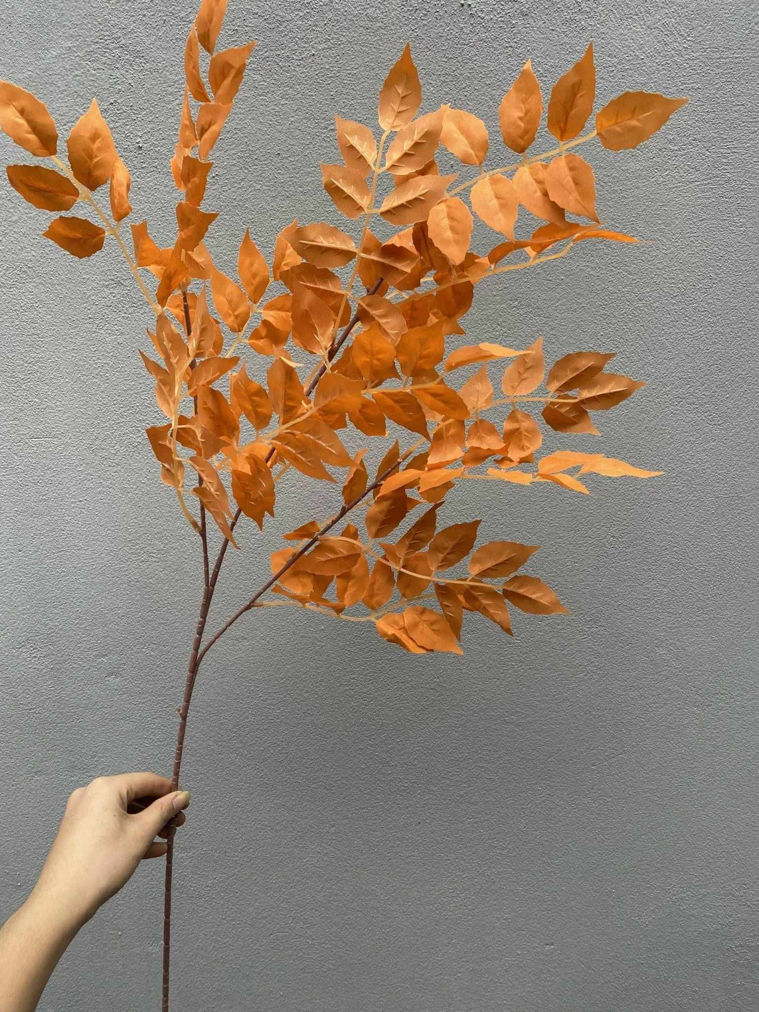 LÁ XÀ CỪ - Ảnh 10