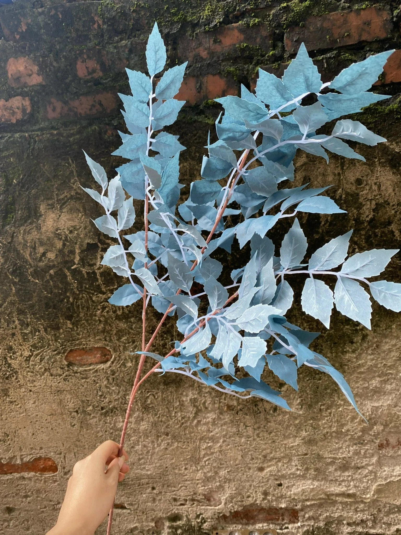 LÁ XÀ CỪ - Ảnh 6