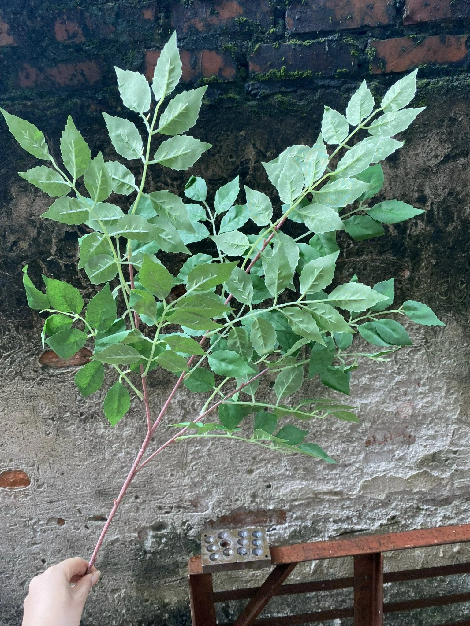 LÁ XÀ CỪ - Ảnh 9