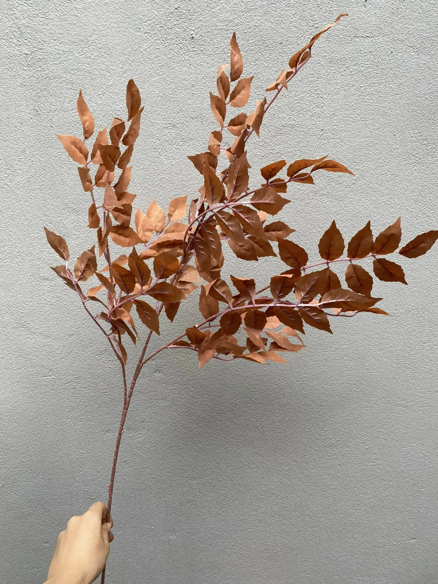 LÁ XÀ CỪ - Ảnh 8