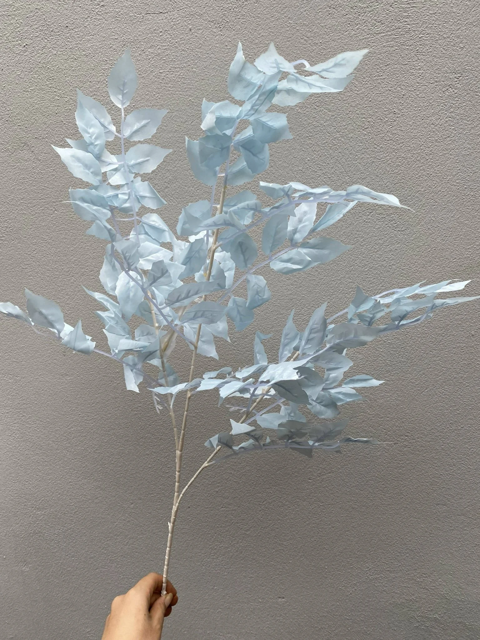 LÁ XÀ CỪ - Ảnh 12