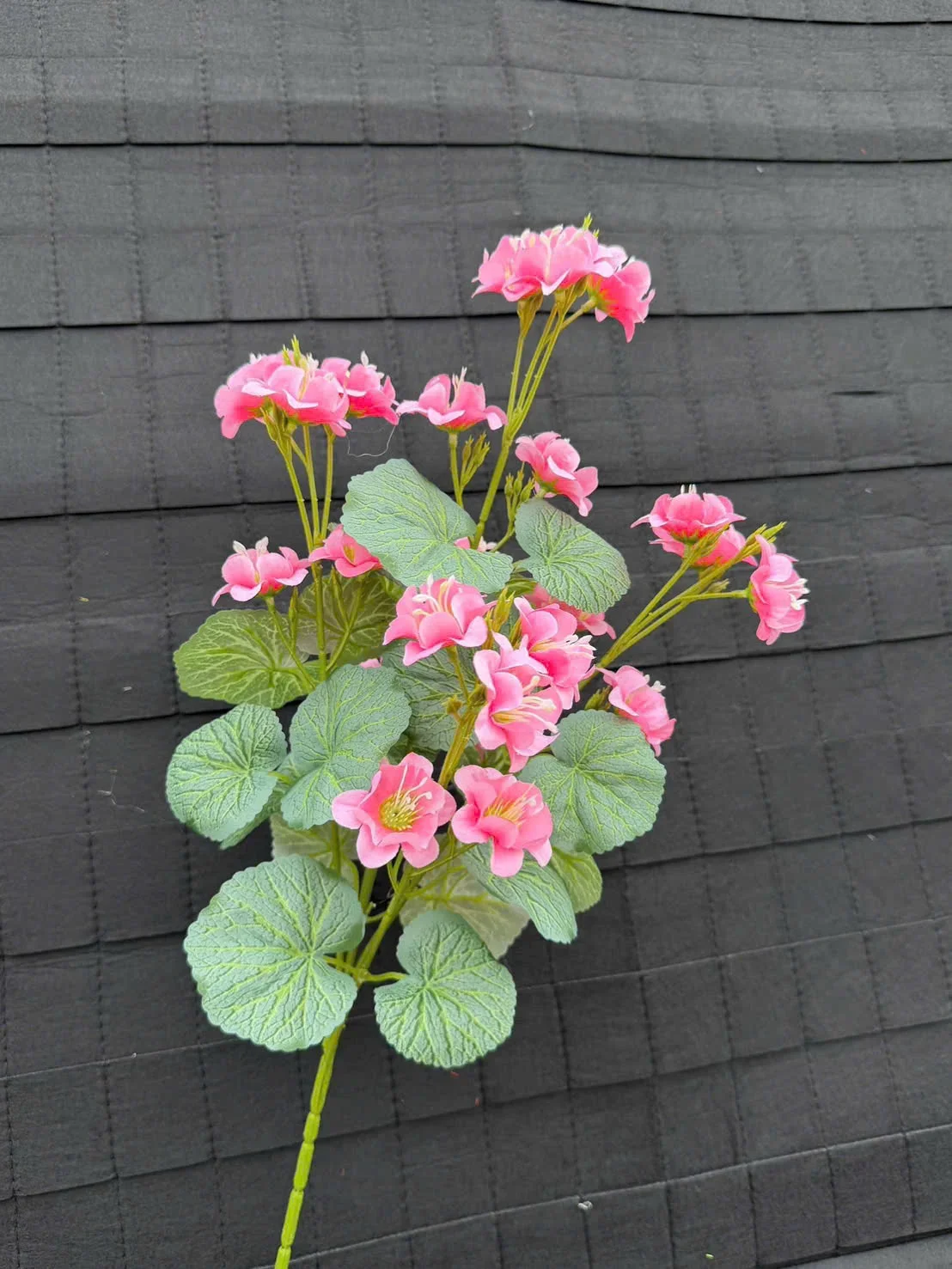LẠC TIÊN CÀNH CAO - Ảnh 9