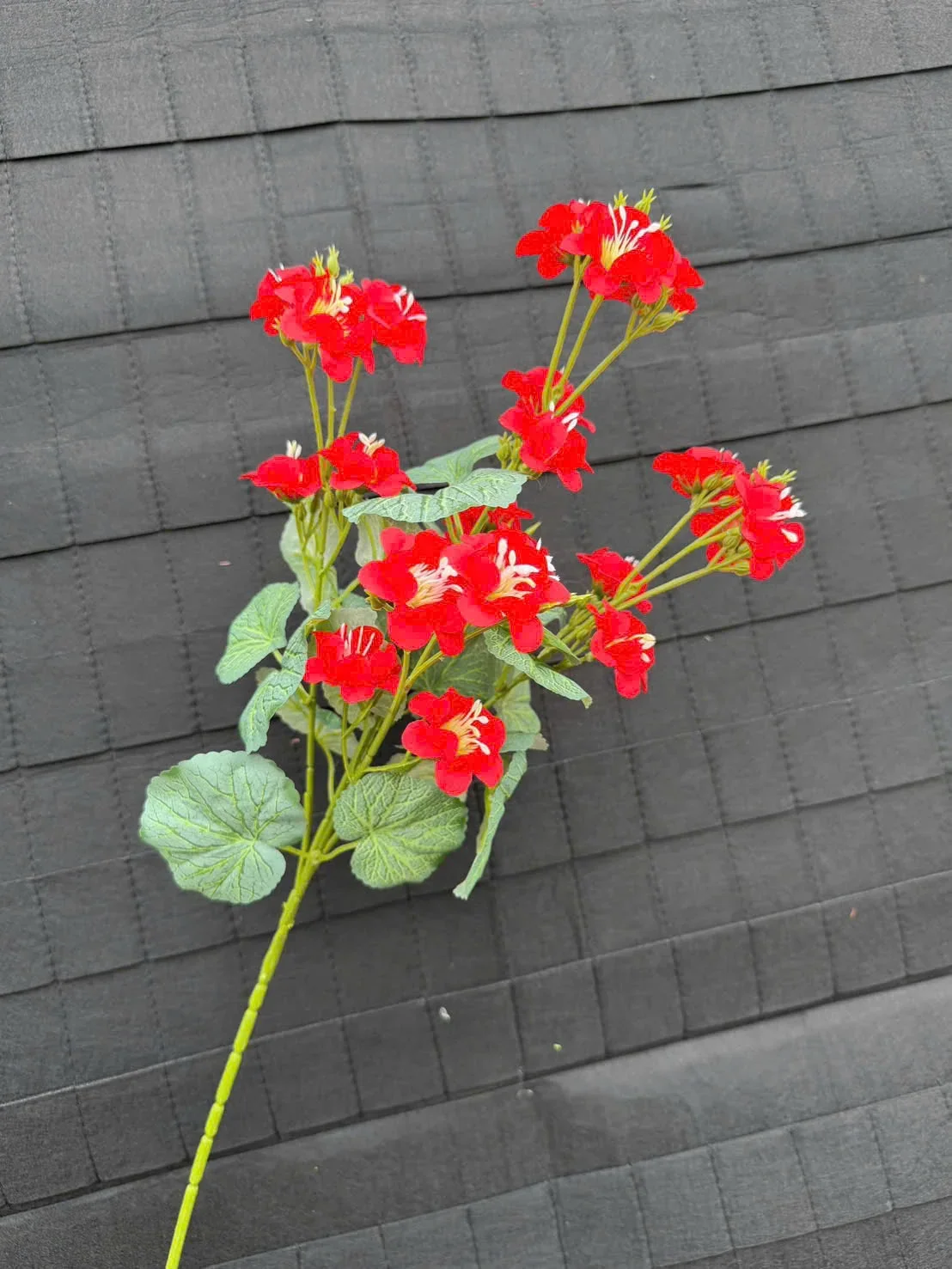LẠC TIÊN CÀNH CAO - Ảnh 8