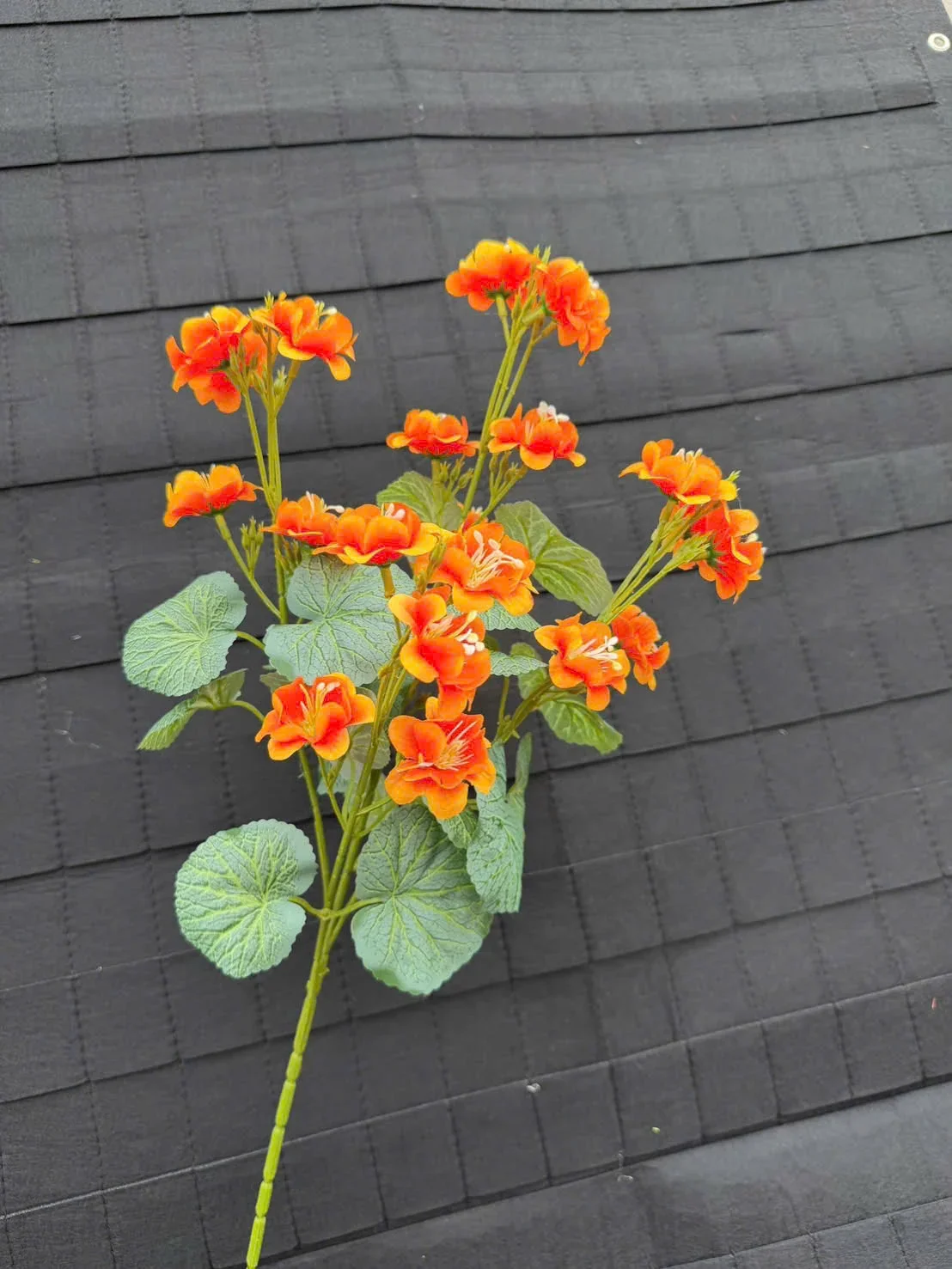 LẠC TIÊN CÀNH CAO - Ảnh 7