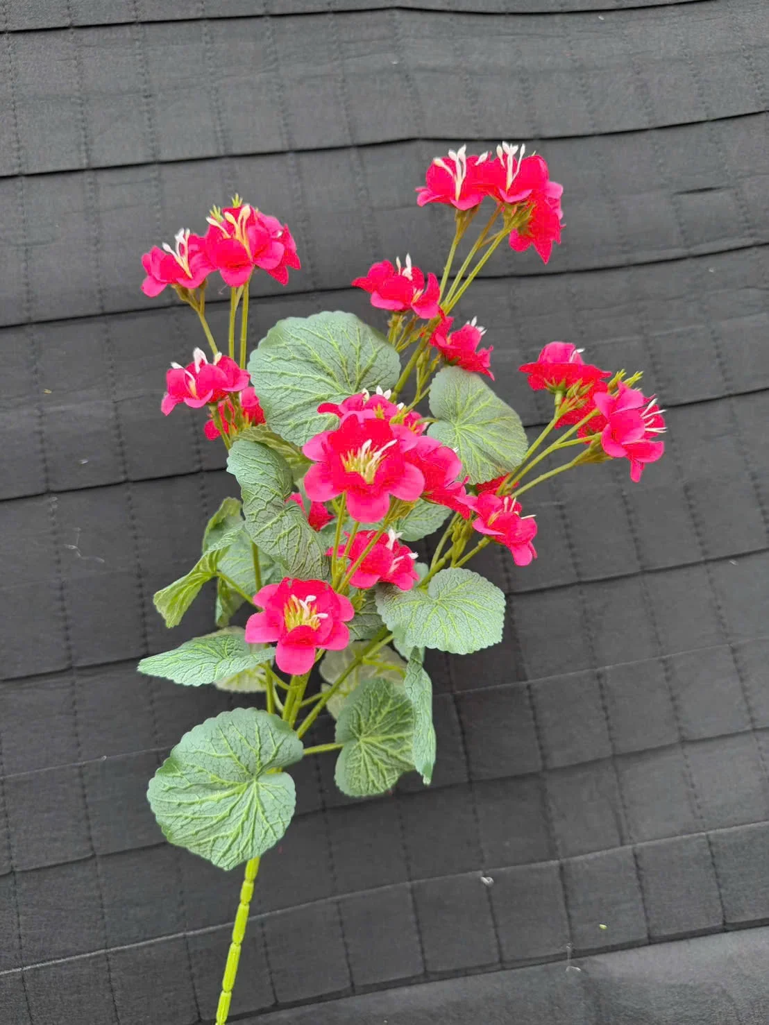LẠC TIÊN CÀNH CAO - Ảnh 5