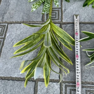 LAN CHI NGẮN