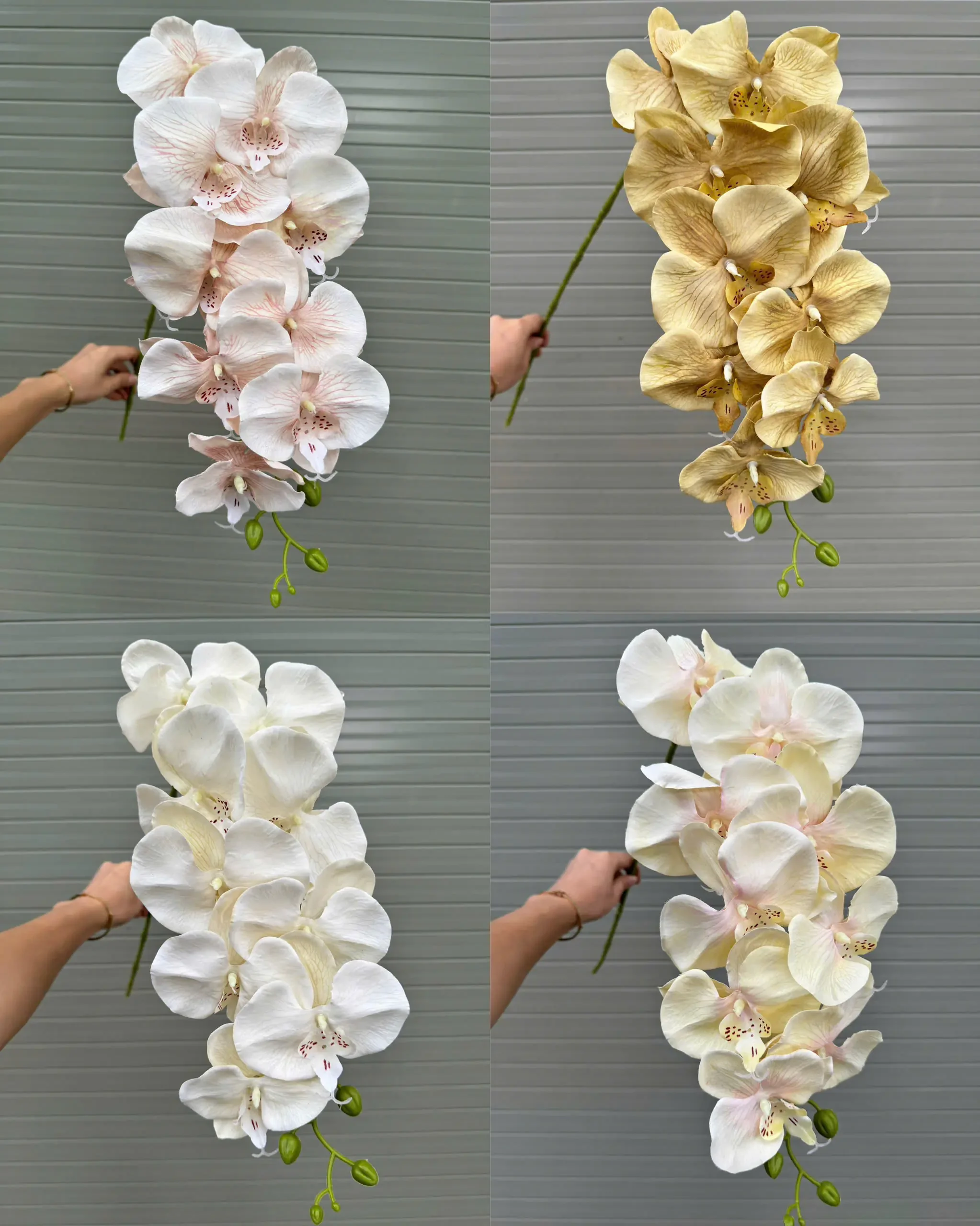 LAN KHÔ 9 BÔNG - Ảnh 2