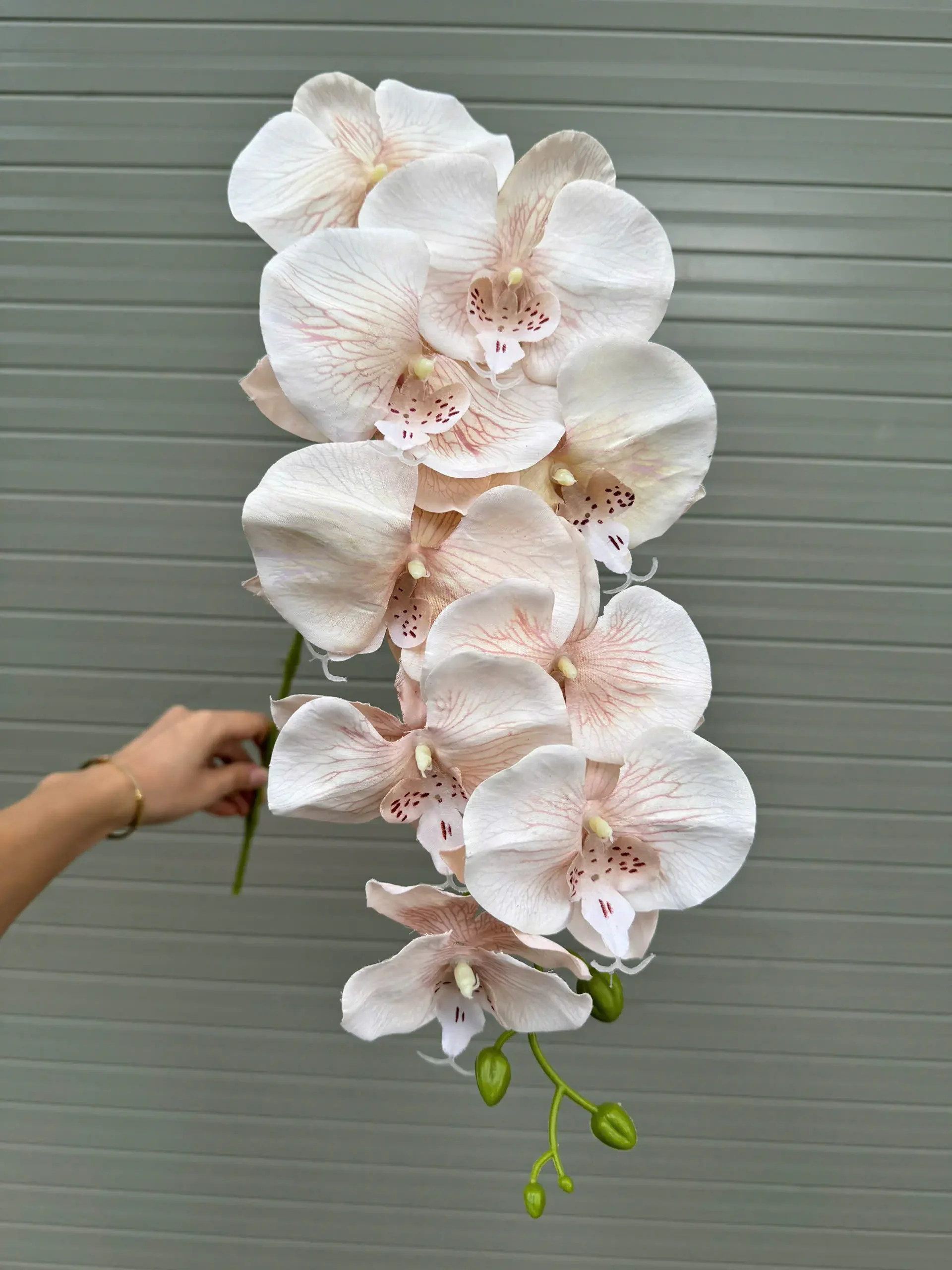 LAN KHÔ 9 BÔNG - Ảnh 4