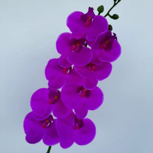 LAN ƯỚT 9 BÔNG