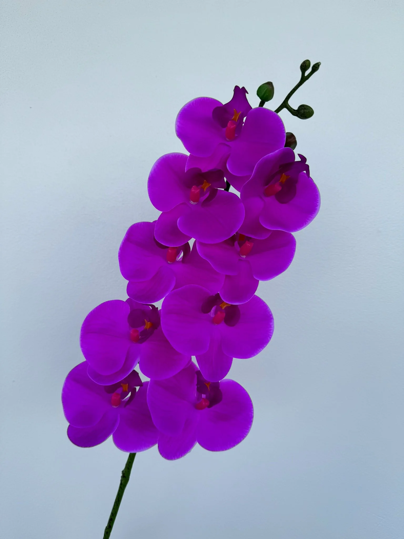 LAN ƯỚT 9 BÔNG