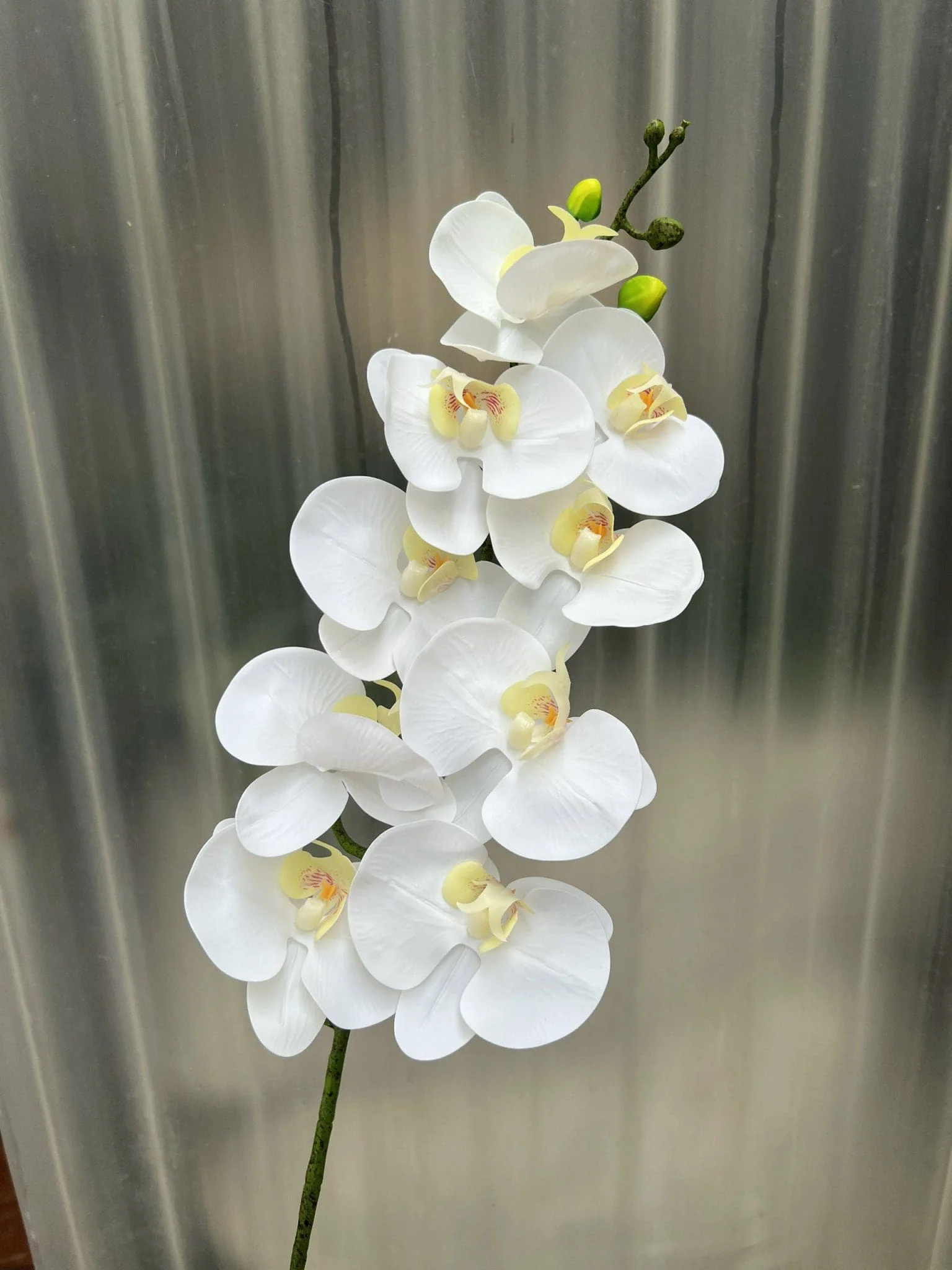 LAN ƯỚT 9 BÔNG - Ảnh 8