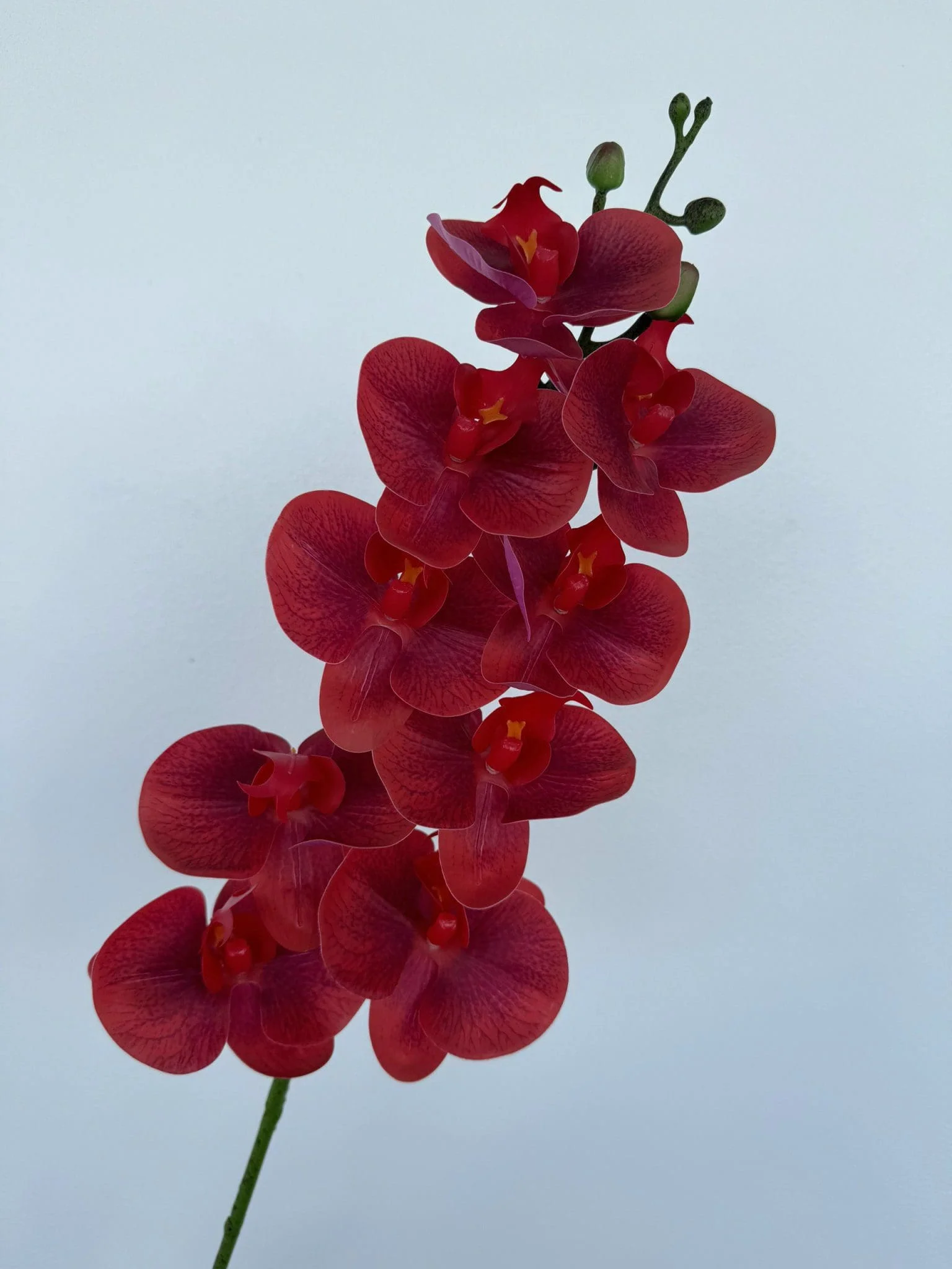 LAN ƯỚT 9 BÔNG - Ảnh 2