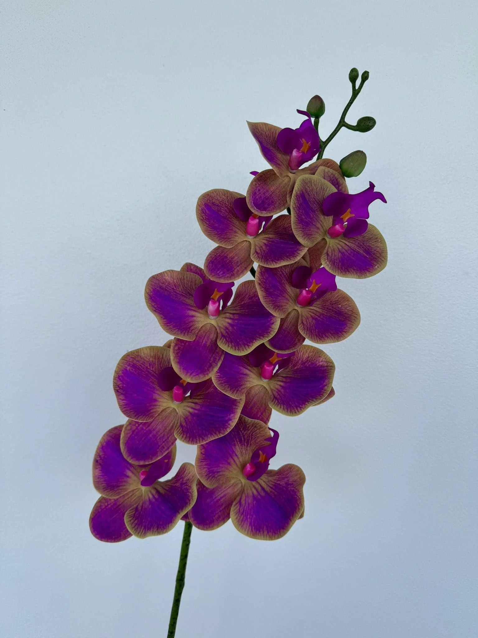 LAN ƯỚT 9 BÔNG - Ảnh 15