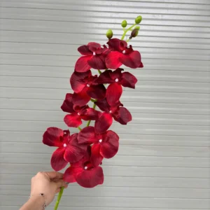 LAN VẢI 9B