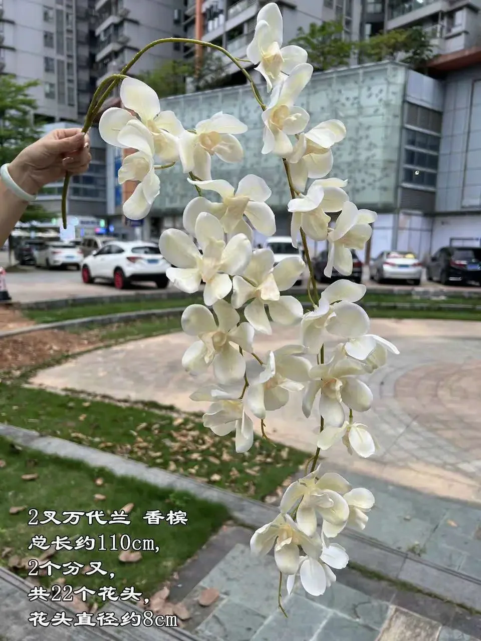 LAN VANDA 2 NHÁNH - Ảnh 3