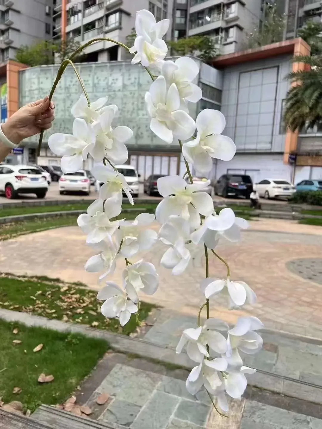 LAN VANDA 2 NHÁNH - Ảnh 2