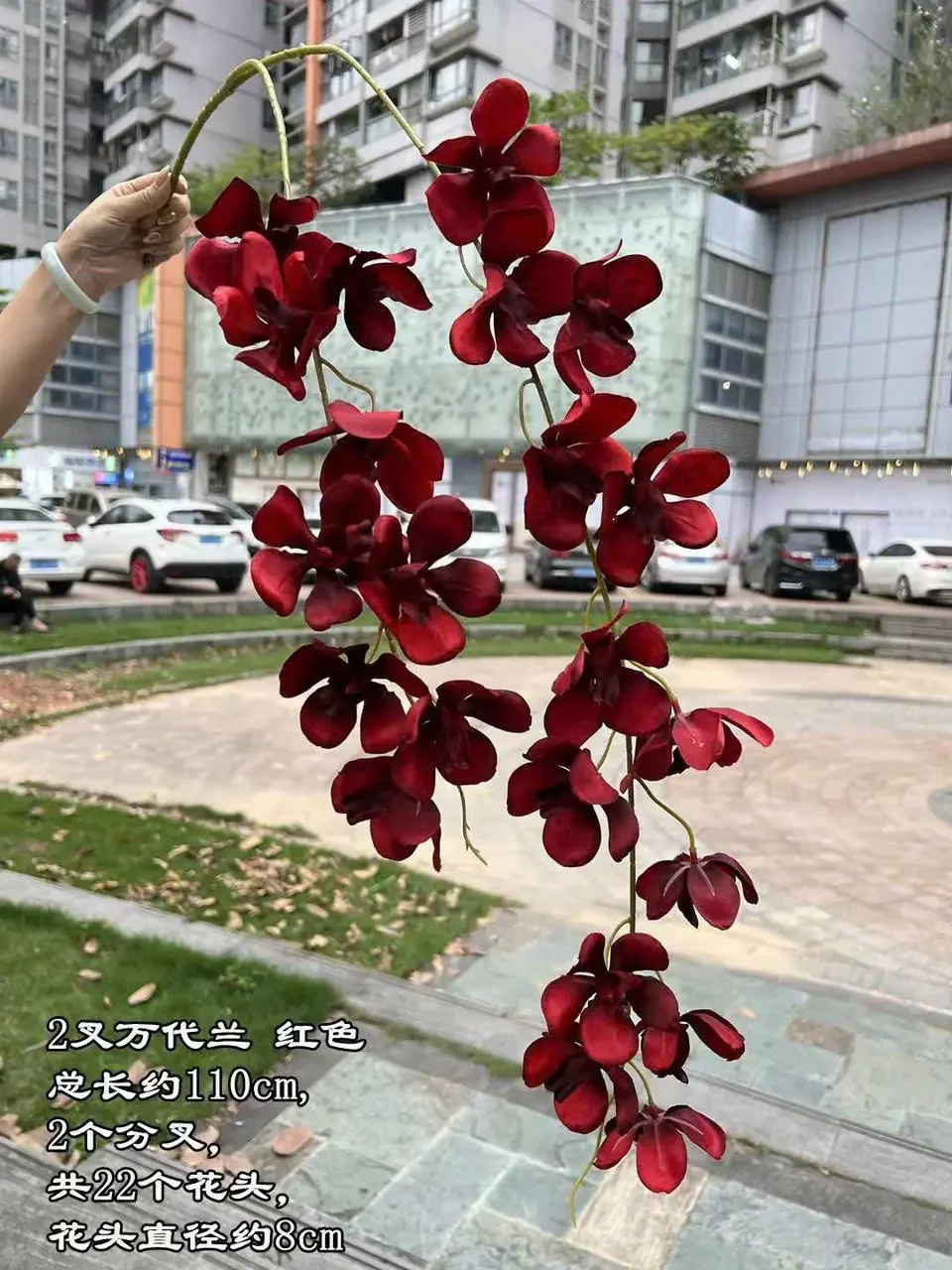LAN VANDA 2 NHÁNH - Ảnh 10