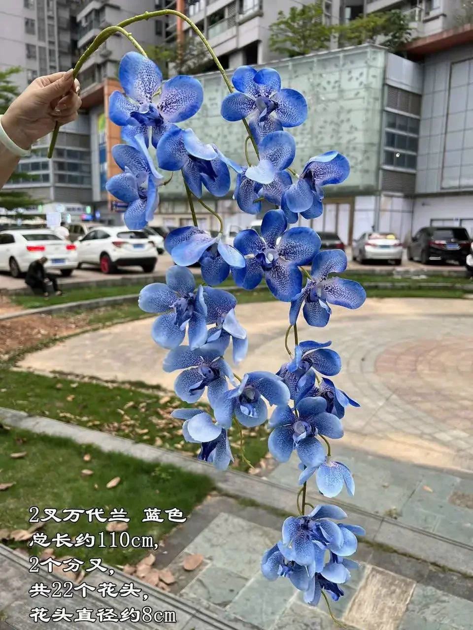 LAN VANDA 2 NHÁNH - Ảnh 7