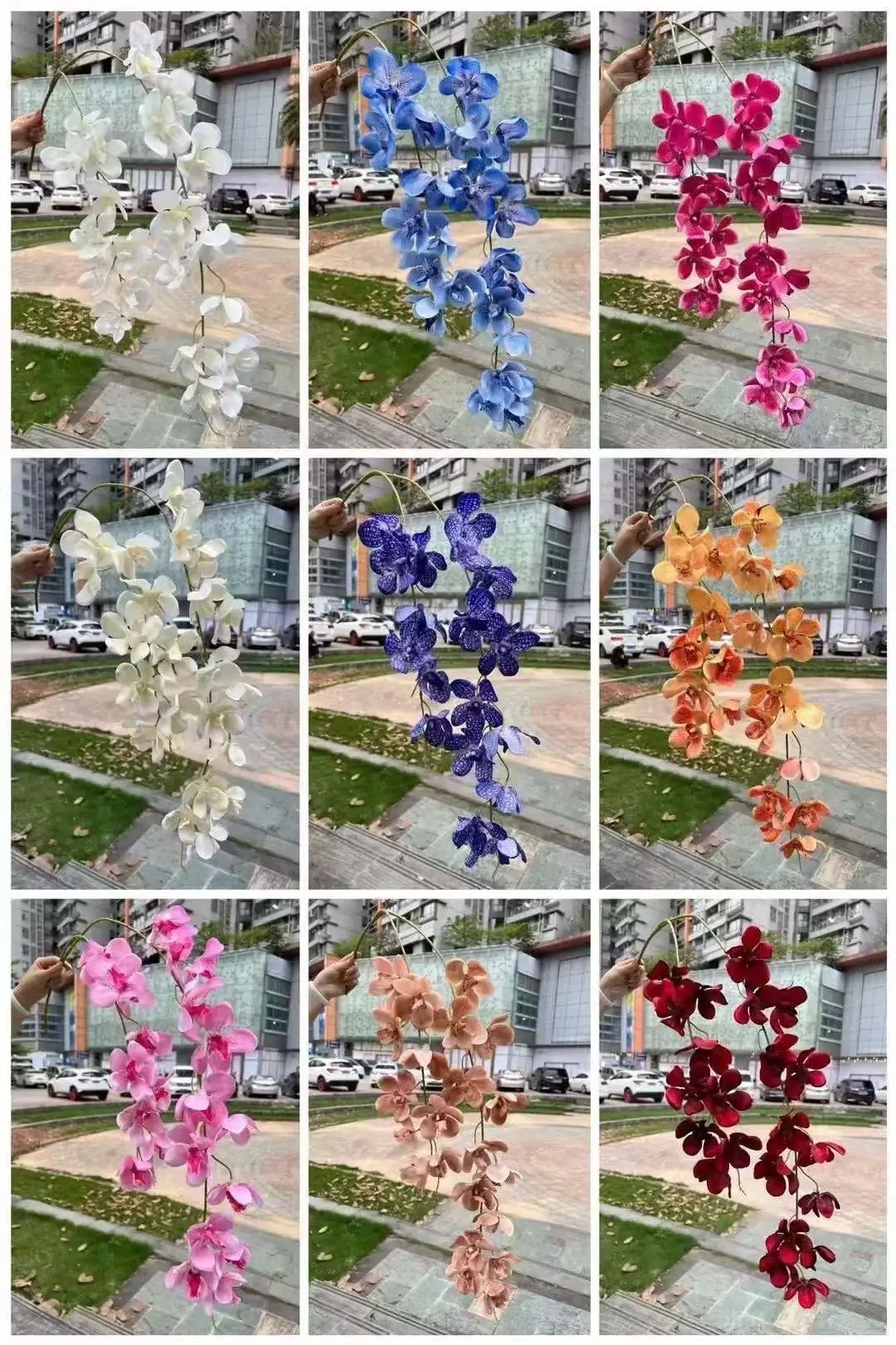 LAN VANDA 2 NHÁNH - Ảnh 4