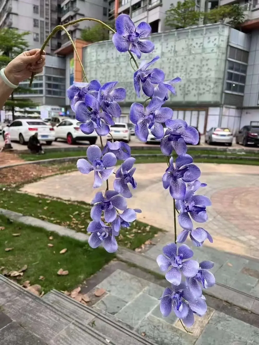 LAN VANDA 2 NHÁNH - Ảnh 8