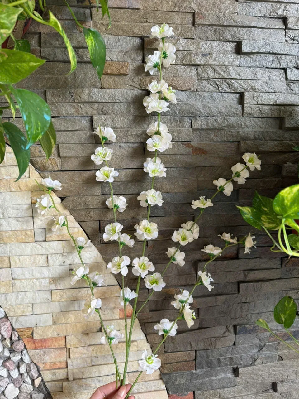 MAI NỞ 5 NHÁNH VN - Ảnh 3