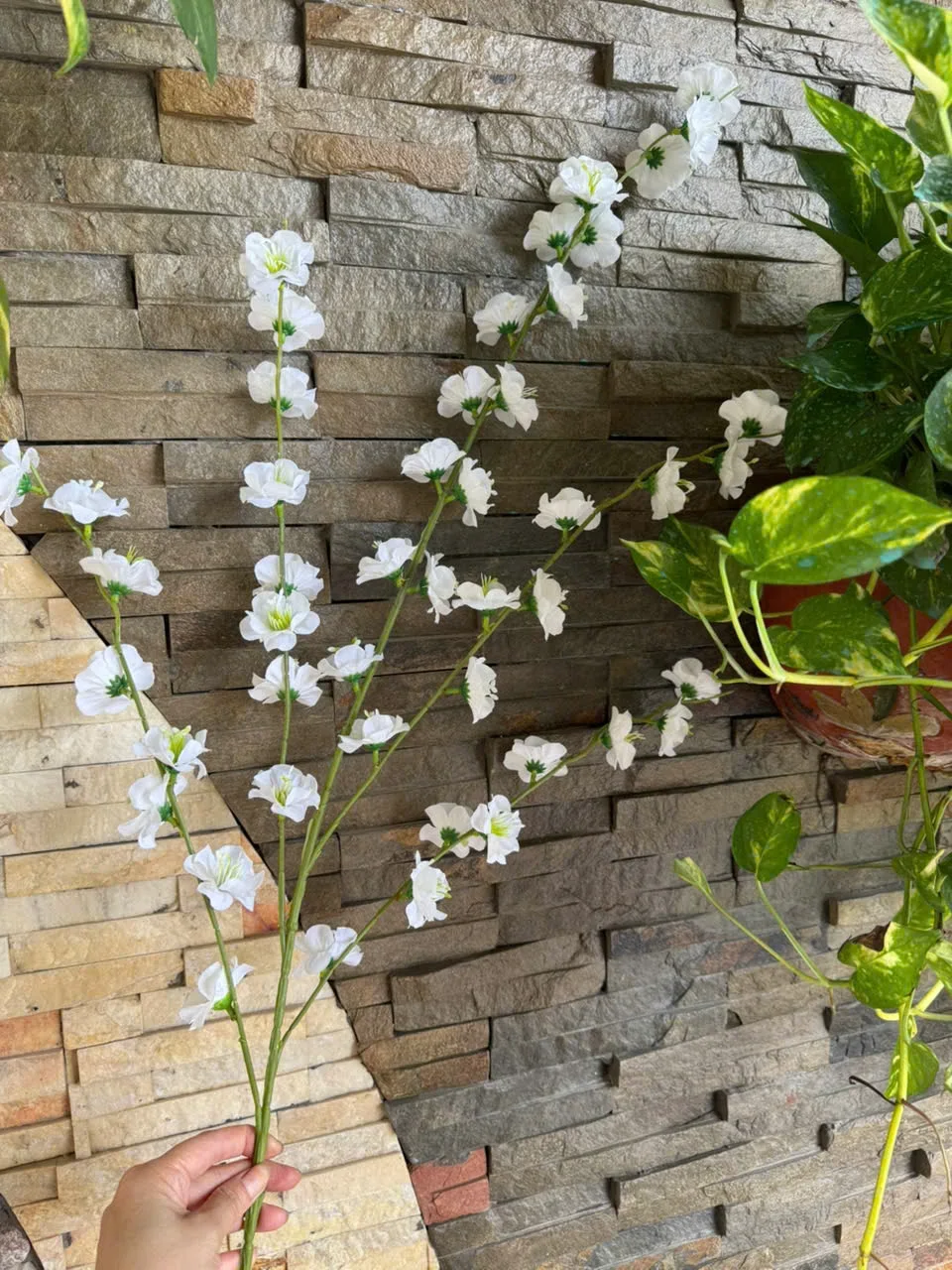 MAI NỞ 5 NHÁNH VN - Ảnh 12